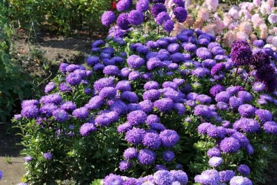 Aster showmakers blue bayou
