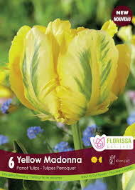 Bulbe d'automne - Tulipe yellow madonna