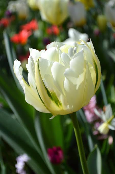 Bulbe d'automne - Tulipe Exotic emporor