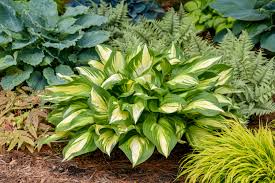 Hosta Shadowland® 'Miss America'