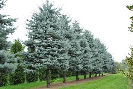 Picea Punges 'Blue Diamond'