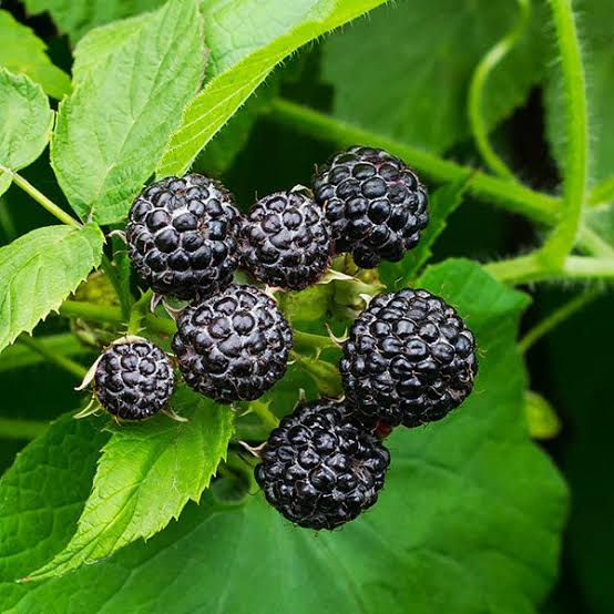 Rubus occidentalis - Framboisier noir