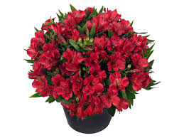 Assorted Alstroemeria Mix