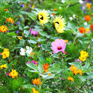 Seeds - Wildflowers (Bumblebee Mix) - West Coast Seeds