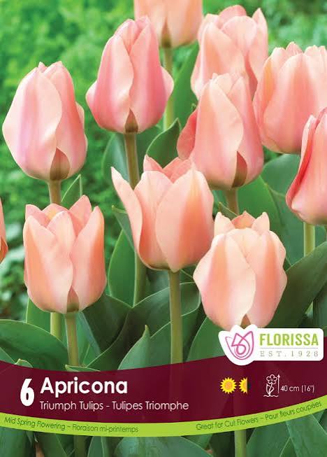 Bulbe d'automne - Tulipe apricona