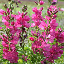 Sidalcea 'Brilliant'