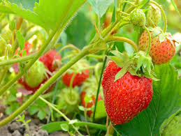 Caissette de Fraise
