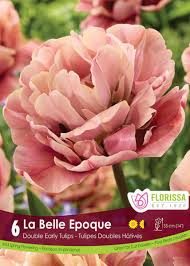 Bulbe d'automne - Tulipe la belle epoque