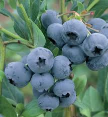 Bleuet Vaccinium Duke