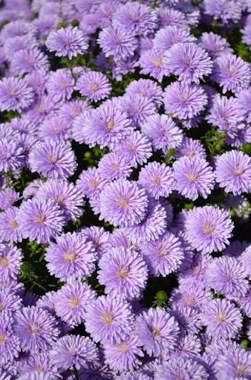 Aster lavande - Dragon