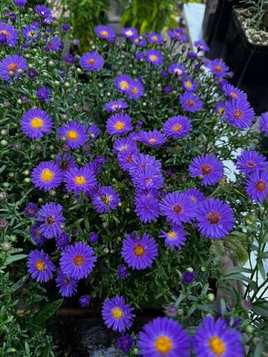 Aster Believer purple