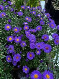 Aster Believer purple