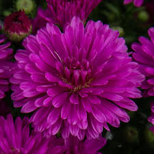 Aster Marie dark purple
