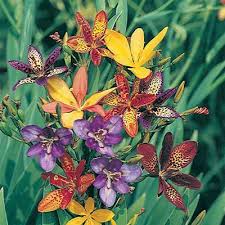 Pardancanda x Norrisii