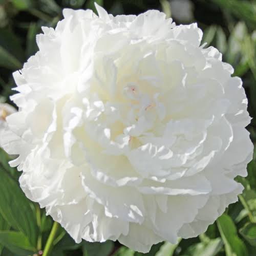 paeonia 'Lilian Wild' - Pivoine