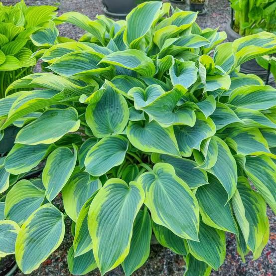 Hosta Sleeping Beauty
