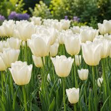 Bulbe d'automne - Tulipe City of Vancouver