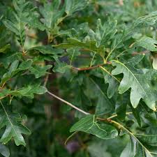 Quercus alba - Chêne Blanc