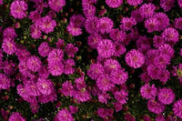 Aster Marie dark purple