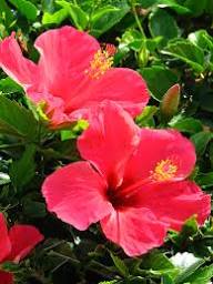Hibiscus sunny cities cancun