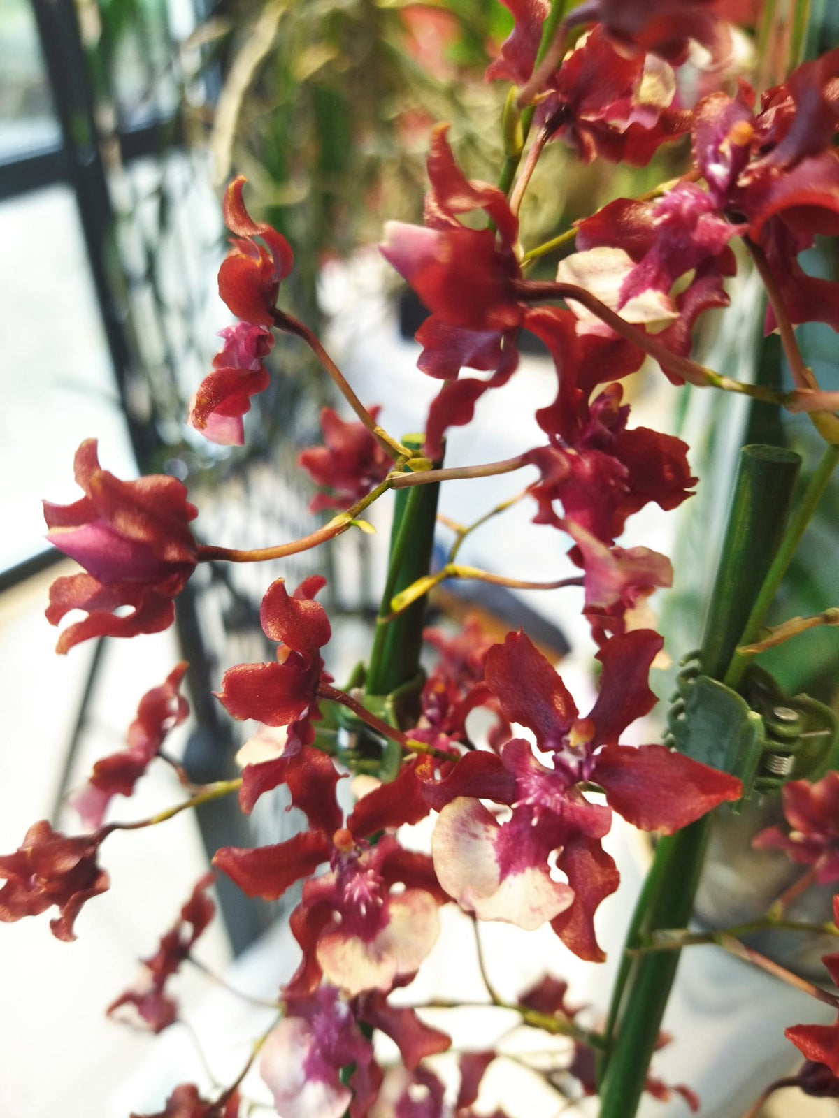 Oncidium 'Sharry Baby' (notamment 'Sharry Baby Sweet Fragrance') - chocolat
