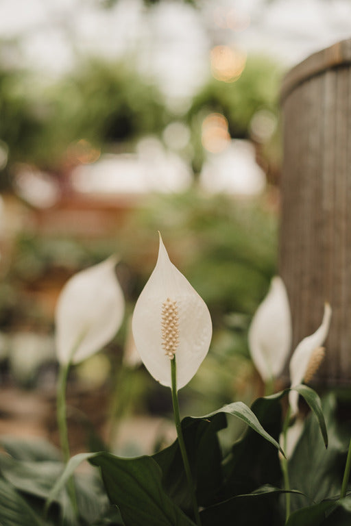 Spathiphyllum - Lys de Paix