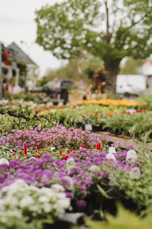 Samedi 11 juillet 2026 : POP UP D'ÉTÉ FLEURI - 2e édition