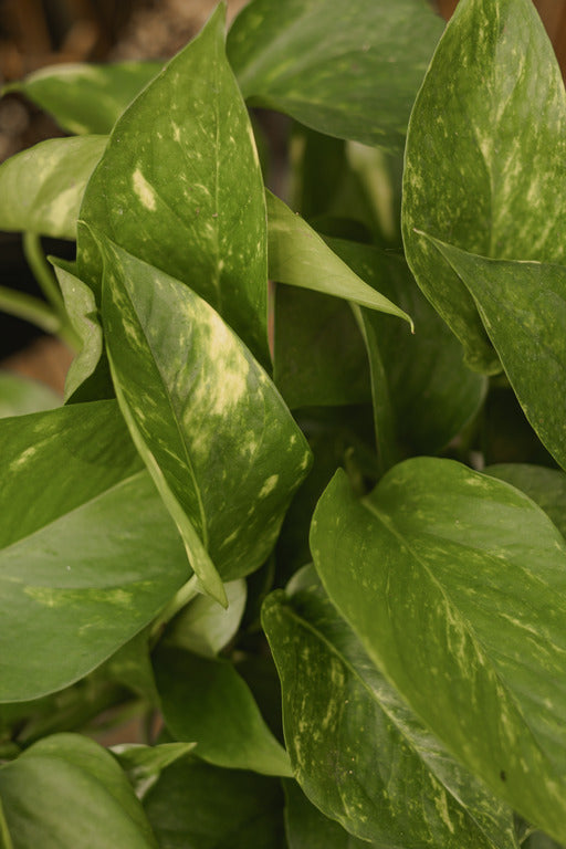 pothos doré Epipremnum aureum Golden (pothos golden/ pothos doré) – FleurExcel Inc