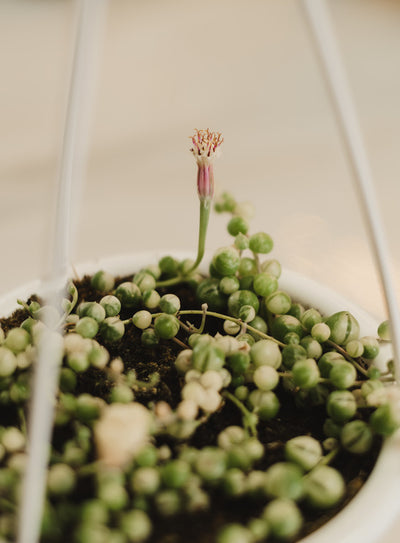 royal albert succulent Haworthia Royal Albert – FleurExcel Inc