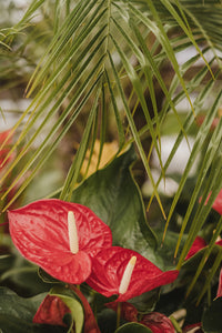 Anthurium andreanum