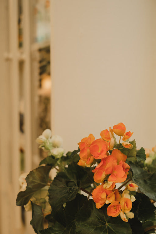 Begonia Reiger/Solenia/Tubéreux