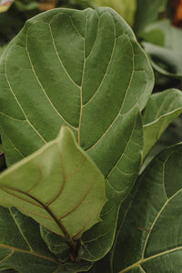 Ficus Lyrata