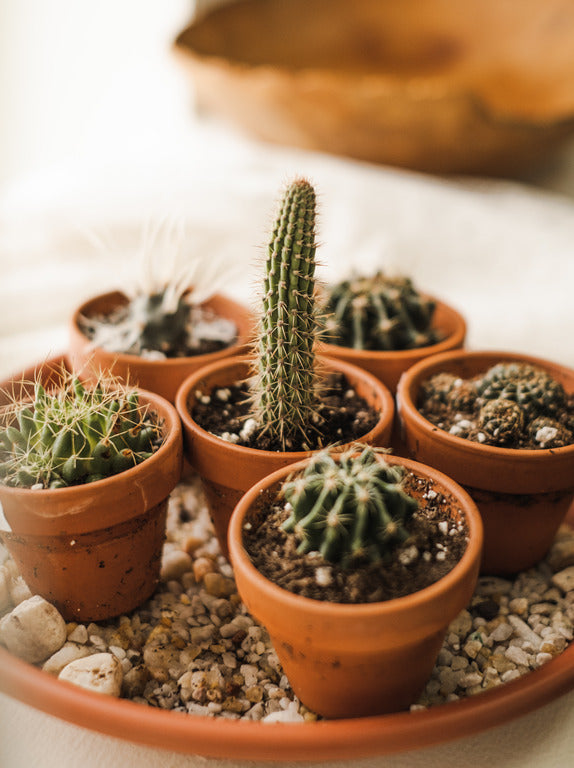 Cactus Assortis