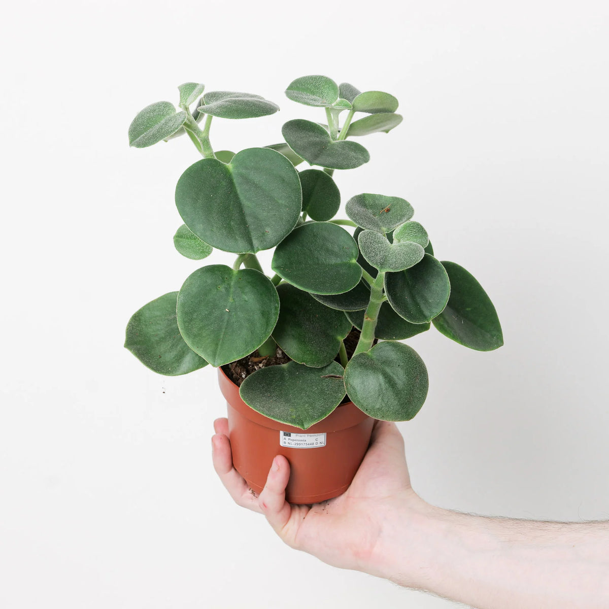 Peperomia incana