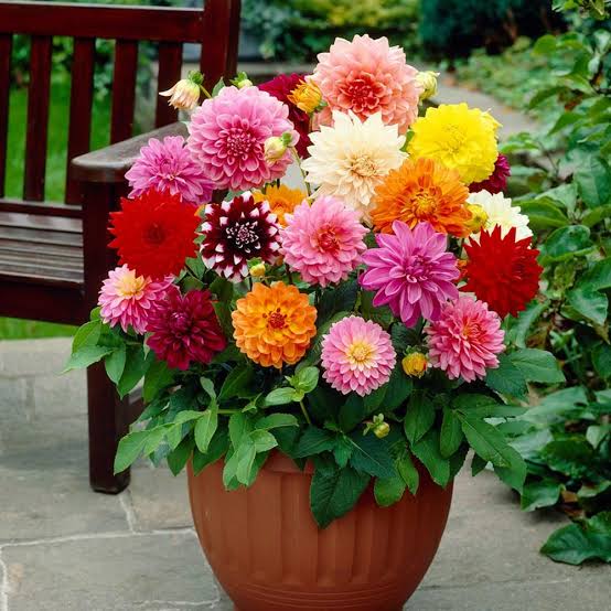 Dahlia en pot