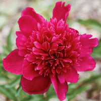 Paeonia ' Inspecteur Lavergne' - Pivoine