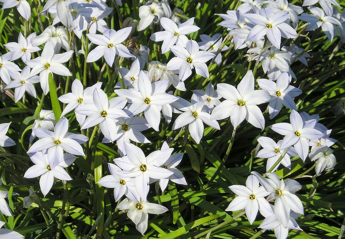 Bulbe d'auomtne - Ipheion white star tops