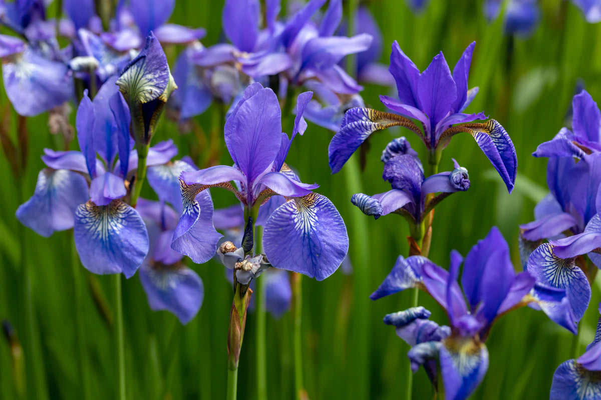 Iris Versicolor