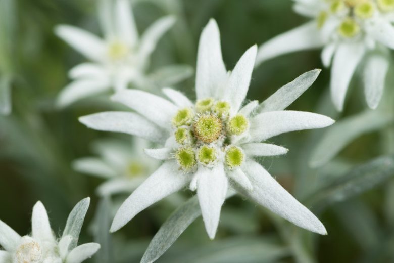 Leontopodium alpinum