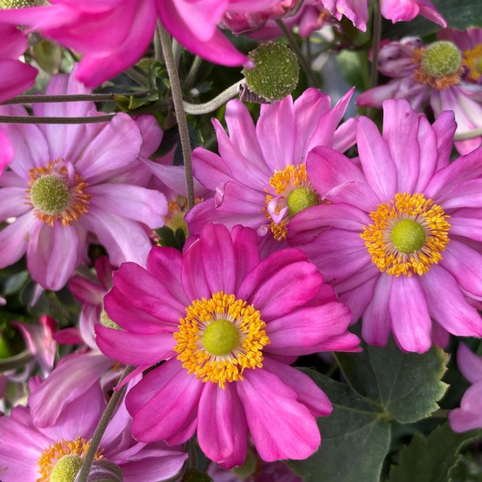 Anemone 'Curtain Call Pink'