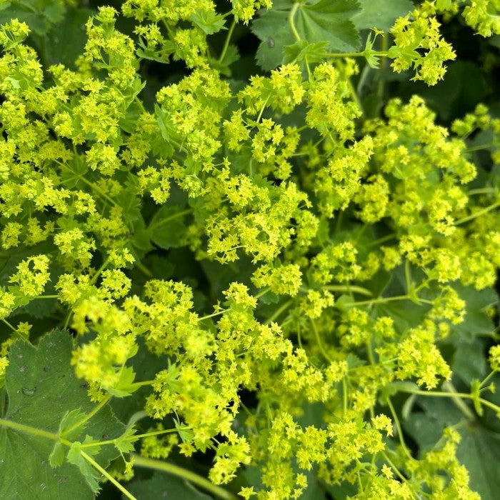 Alchemilla mollis