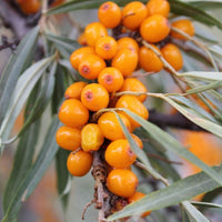 Hippophae rhamnoides 'Askola' Femelle - Argousier