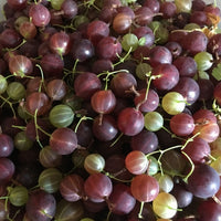 Ribes hybrids ' Josta berry' - (Croisement entre cassis et groseille)