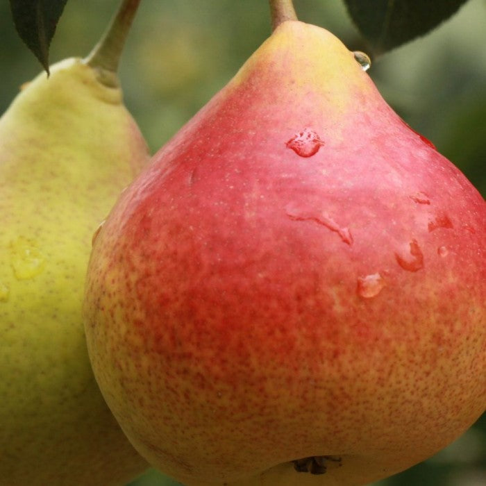 Sorbopyrus auricularis