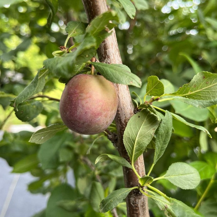Prunes-cerises Kappa et Sapalta - Prunus besseyi x salicina
