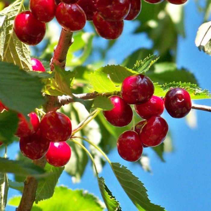 Cerisiers - Roméo (Auto-fertile/Arbuste) - Prunus 'Romeo' (Roméo)