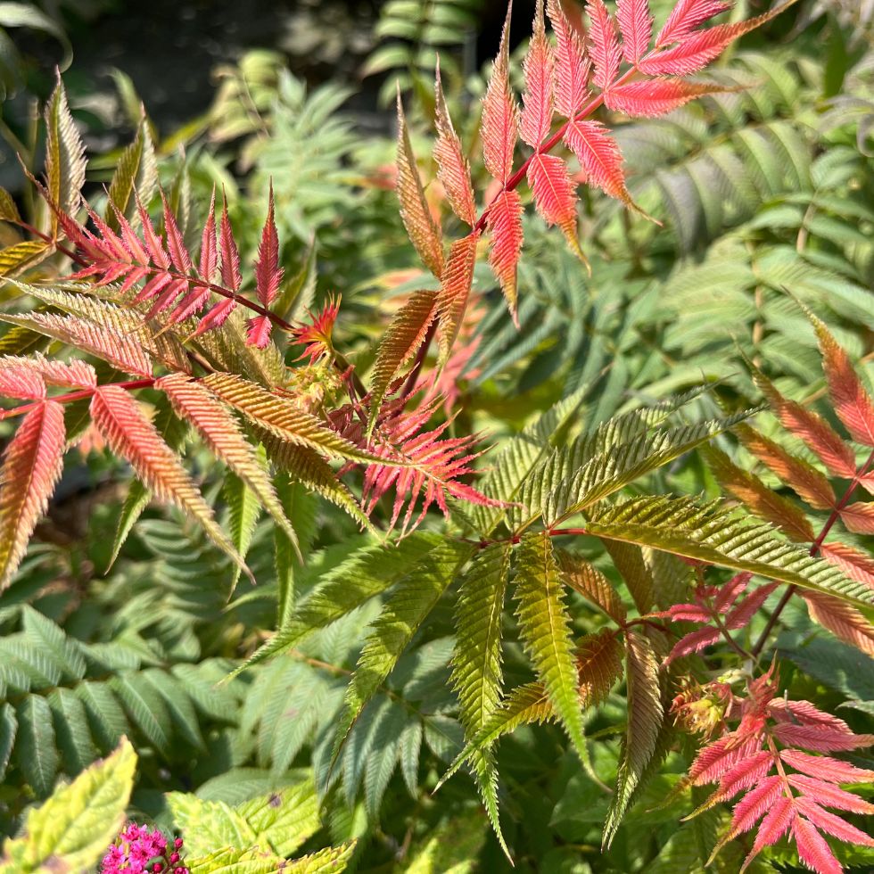 Sorbaria Sorbifolia