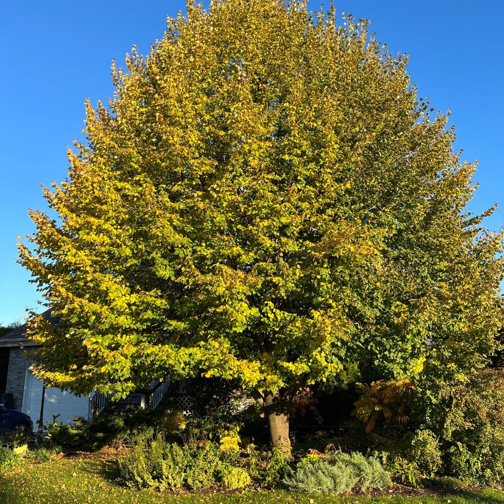 Tilia Flavescens Glenleven