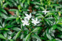 jasmin sambac buisson