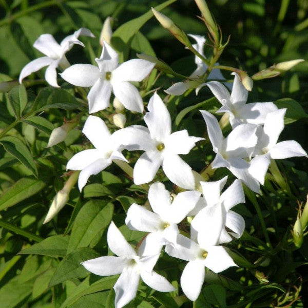 Jasmin officinal (Jasminum officinale)